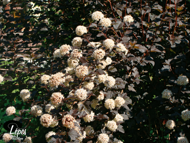 Physocarpus opulifolius   'Diabolo'